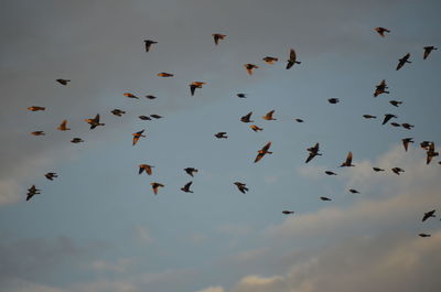 Low angle view of birds flying in sky