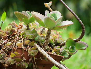 Close-up of fresh green plant