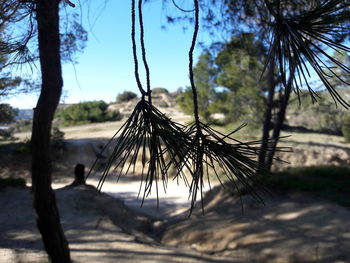 Close-up of tree against water