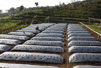 Plantation covered with plastic mulch with holes for vegetable seeds