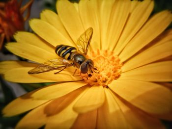 Close-up of insect on yellow flower