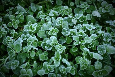 Full frame of leaves