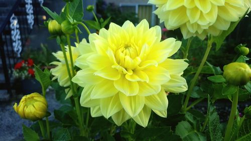 Close-up of yellow flowers blooming outdoors