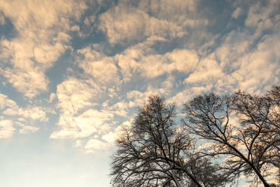 Low angle view of bare tree against sky