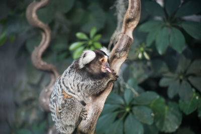 Common marmoset monkey on tree trunk with tongue out against plants