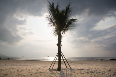 Palm trees on beach against sky