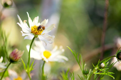 Close-up of bee pollinating on flower