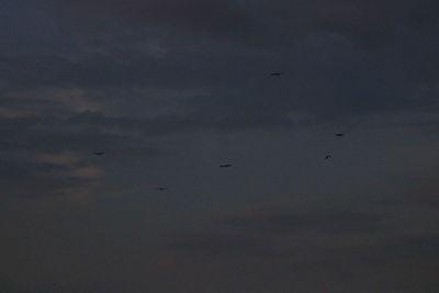 Low angle view of birds flying in sky