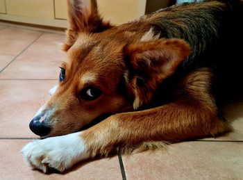 Close-up of dog resting on floor at home