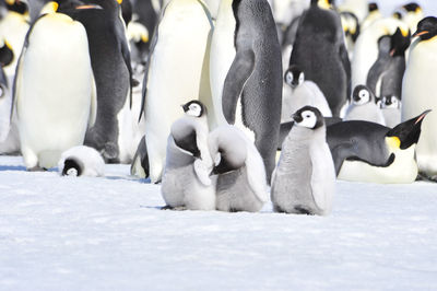 View of birds on snow