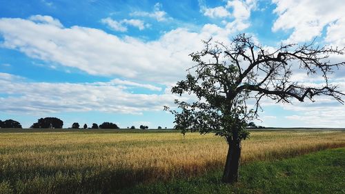 Scenic view of agricultural field against sky