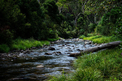 River flowing amidst trees in forest