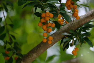 Close-up of orange fruits on tree