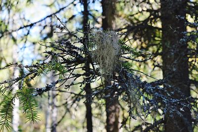 Low angle view of tree against sky