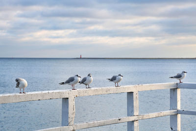 Seagulls perching on railing of pier by sea