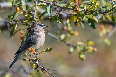 Bird perching on a tree