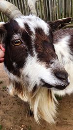 Close-up portrait of horse on field