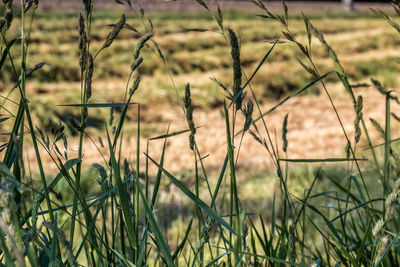 Close-up of grass on field