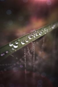 Close-up of water drops on spider web