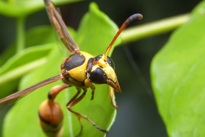 Close-up of insect on leaf