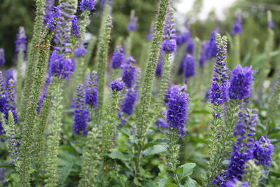 Close-up of lavender flowers blooming on field