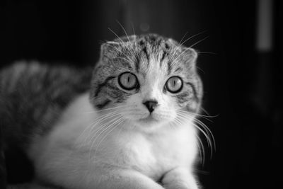 Close-up portrait of a cat