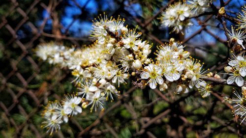 Close-up of white flowering plant