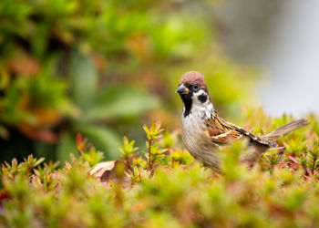 Close-up of bird perching on plant