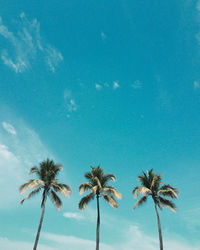 Low angle view of palm trees against blue sky