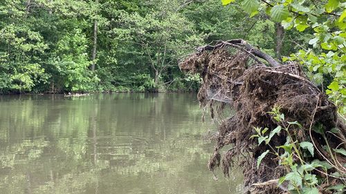 Scenic view of lake in forest