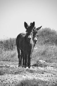 Horse standing in a field