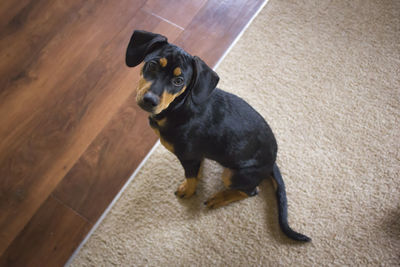 High angle portrait of dog sitting