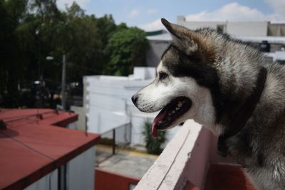 Sid view of husky at building terrace