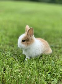 View of white rabbit on field