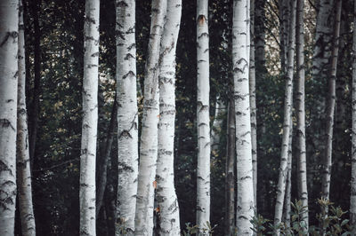 Birch trees in forest