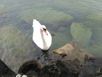 High angle view of swan swimming on lake