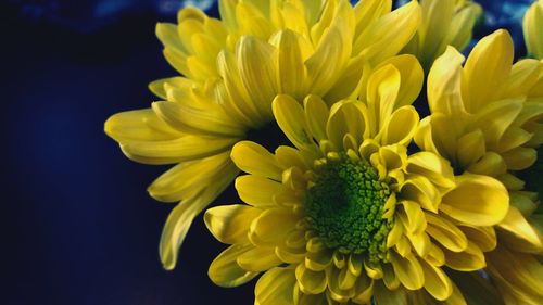 Close-up of sunflower blooming outdoors