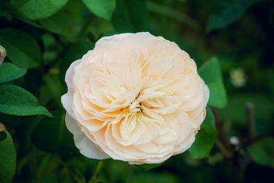 Close-up of white rose flower