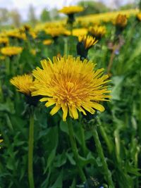 Close-up of yellow flowering plant on field