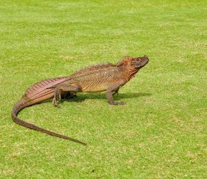 Side view of a reptile on field