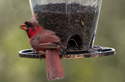 A wet northern cardinal on a wet feeder.