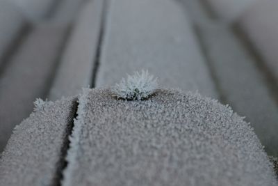 Close-up of plant against blurred background