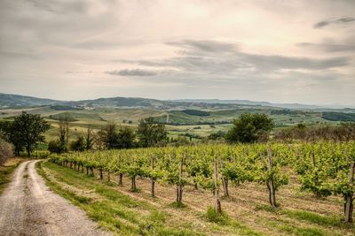 Scenic view of vineyard against sky