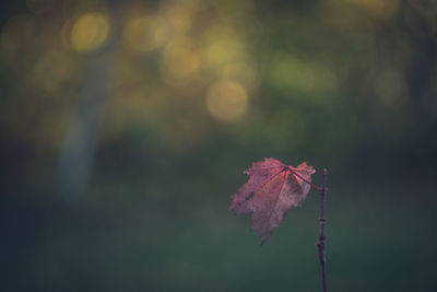 Close-up of dry maple leaves on tree