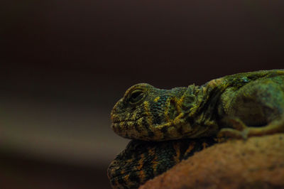 Close-up of chameleons on rock