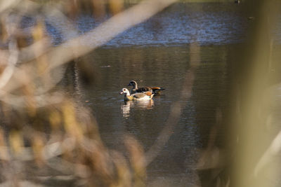 Ducks swimming in lake