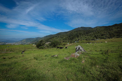 View of sheep on grassy field against sky