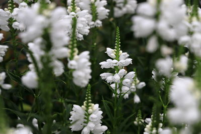 Close-up of white flowering plants
