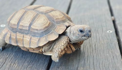 High angle view of tortoise