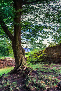 Trees on landscape